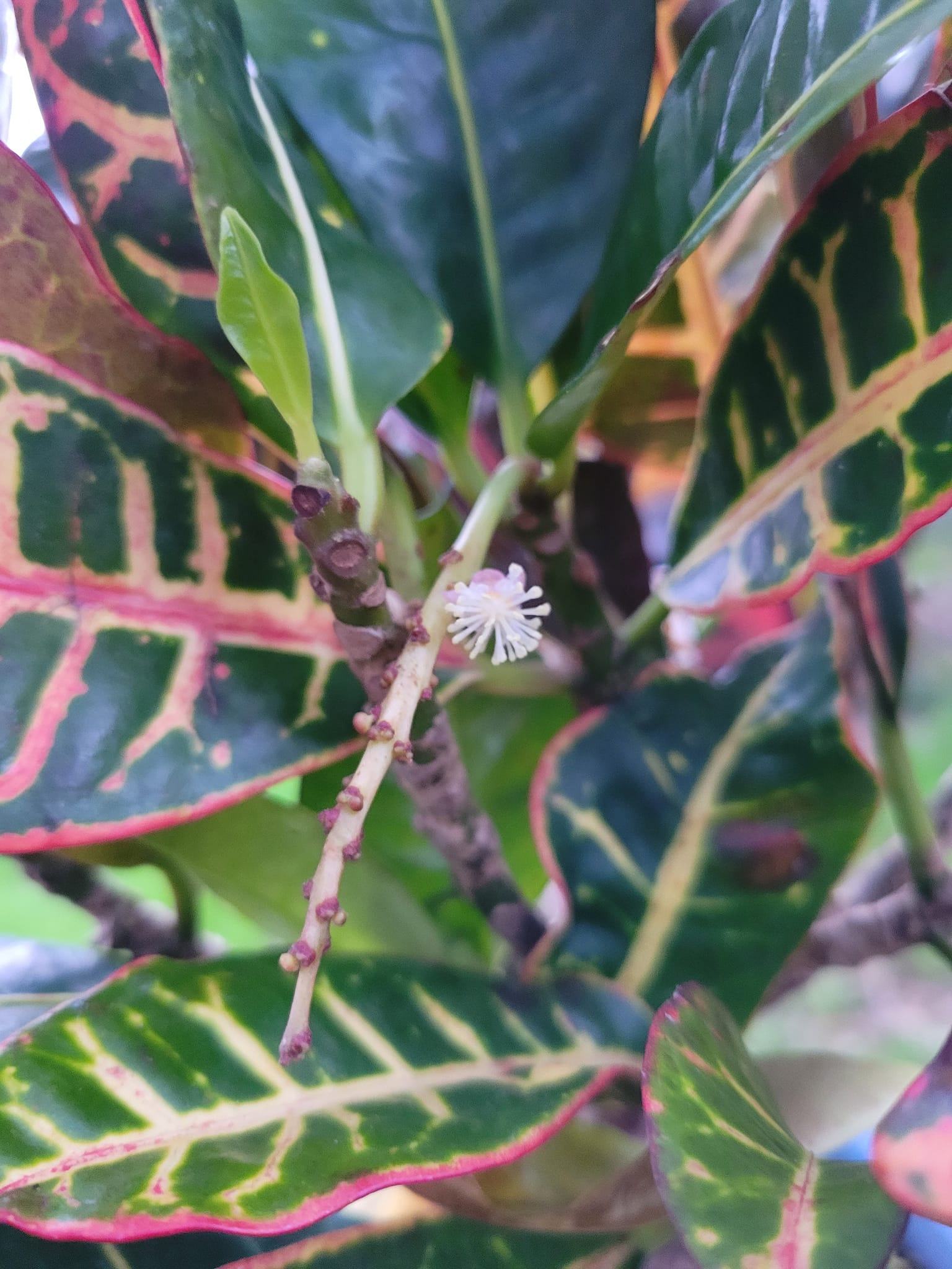 Petra Croton - Image 2