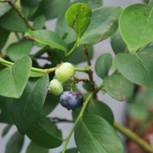 Blueberries. A few are green, and one has turned blue.