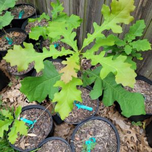 Burr Oak in a pot.
