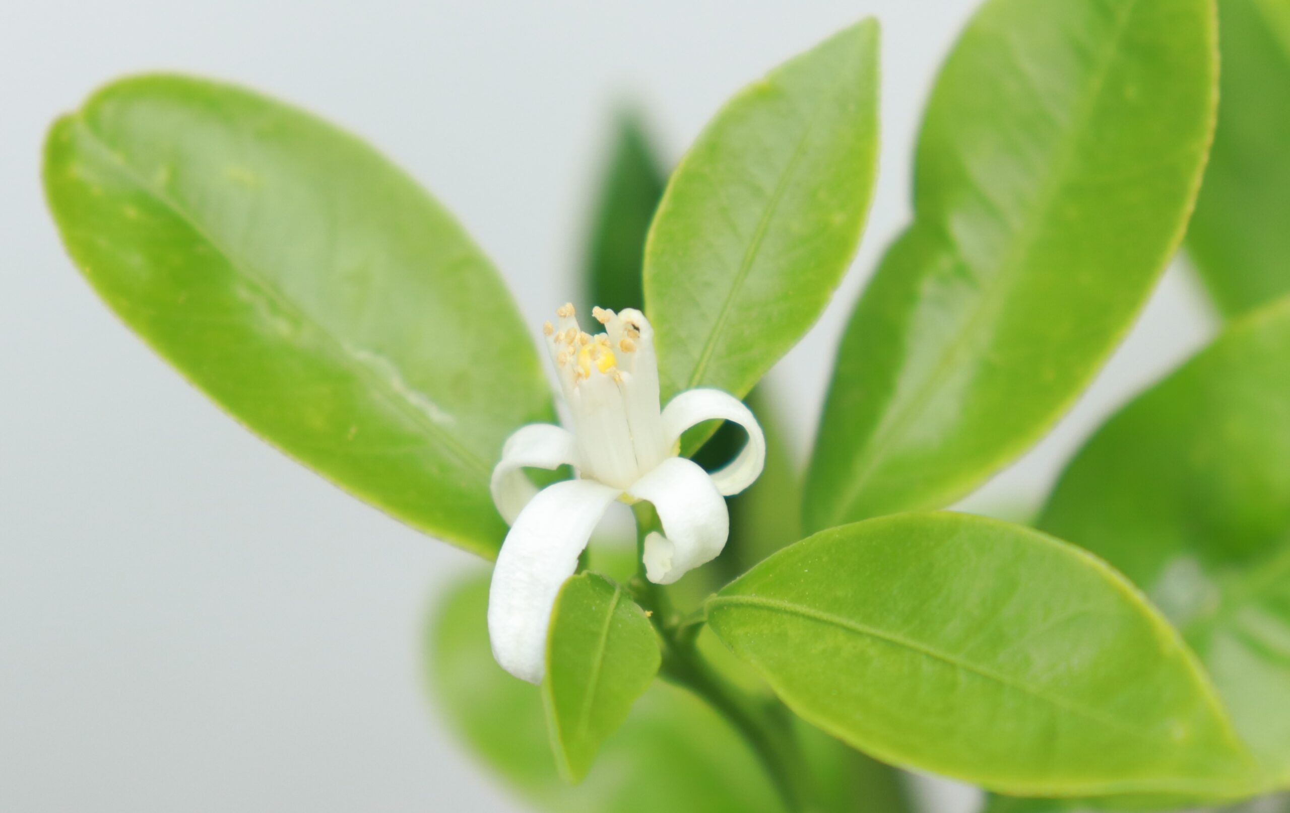 Calomondin - Image 2