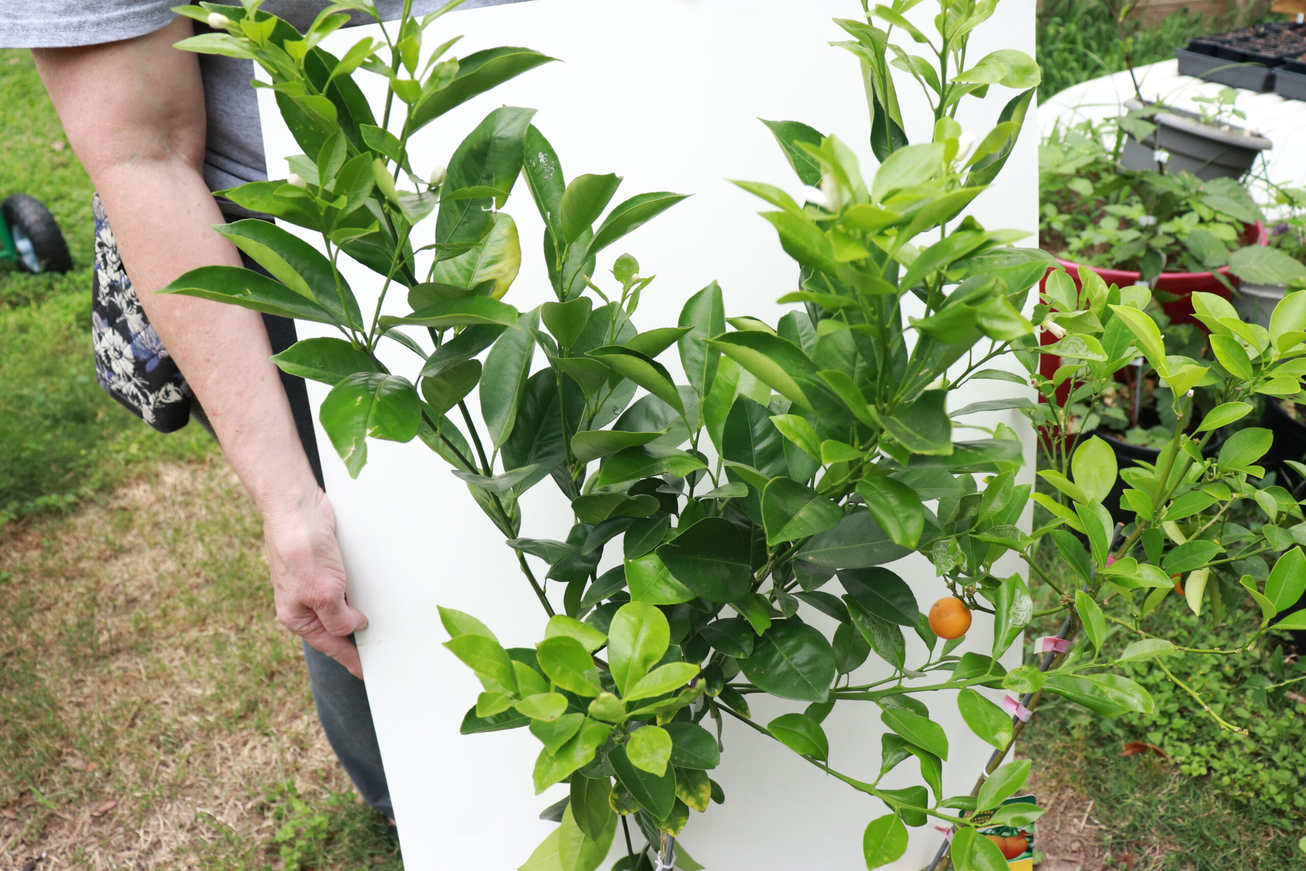 Calomondin - Image 3