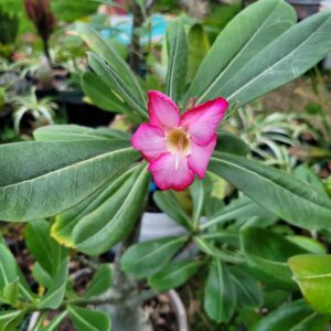 Desert Rose