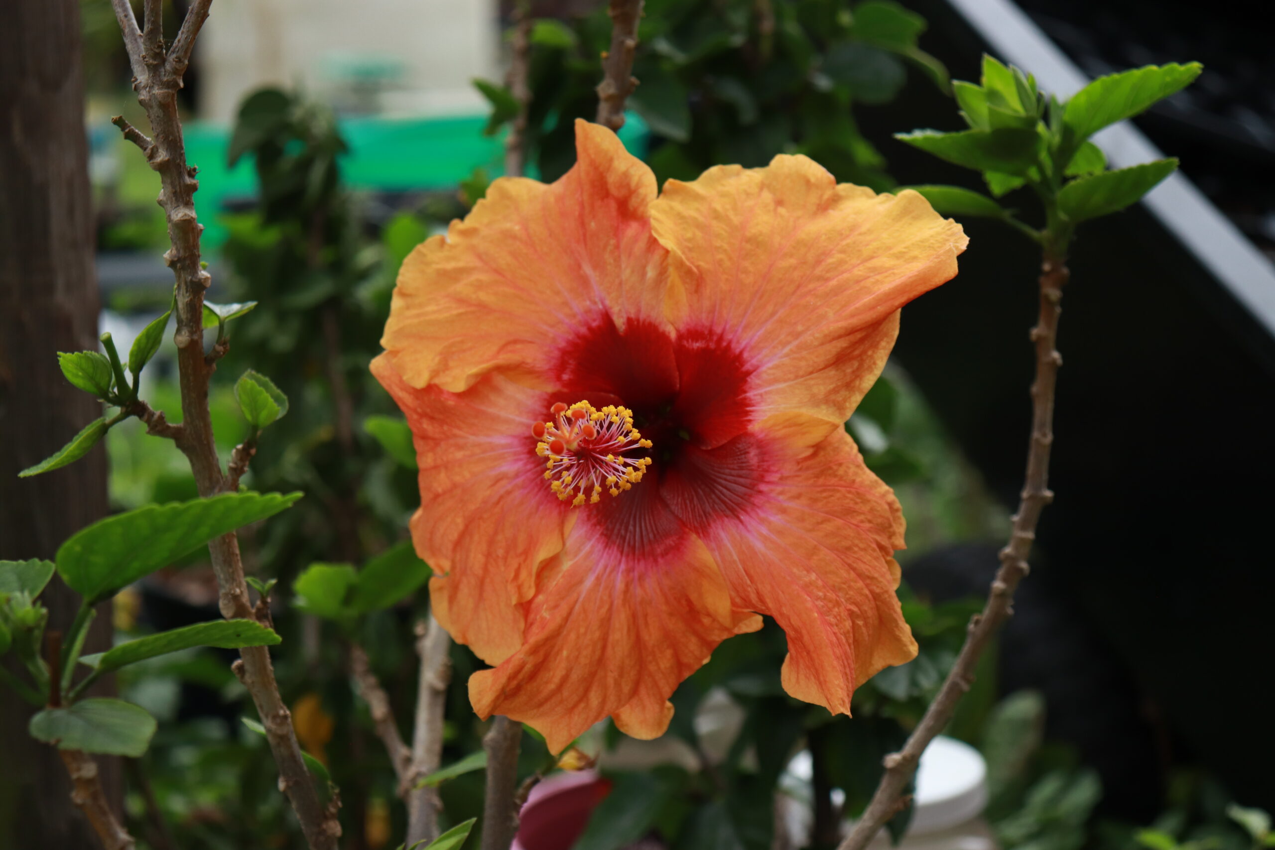 Hibiscus (Multiple Options) - Image 2