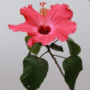 Pink Hibiscus
