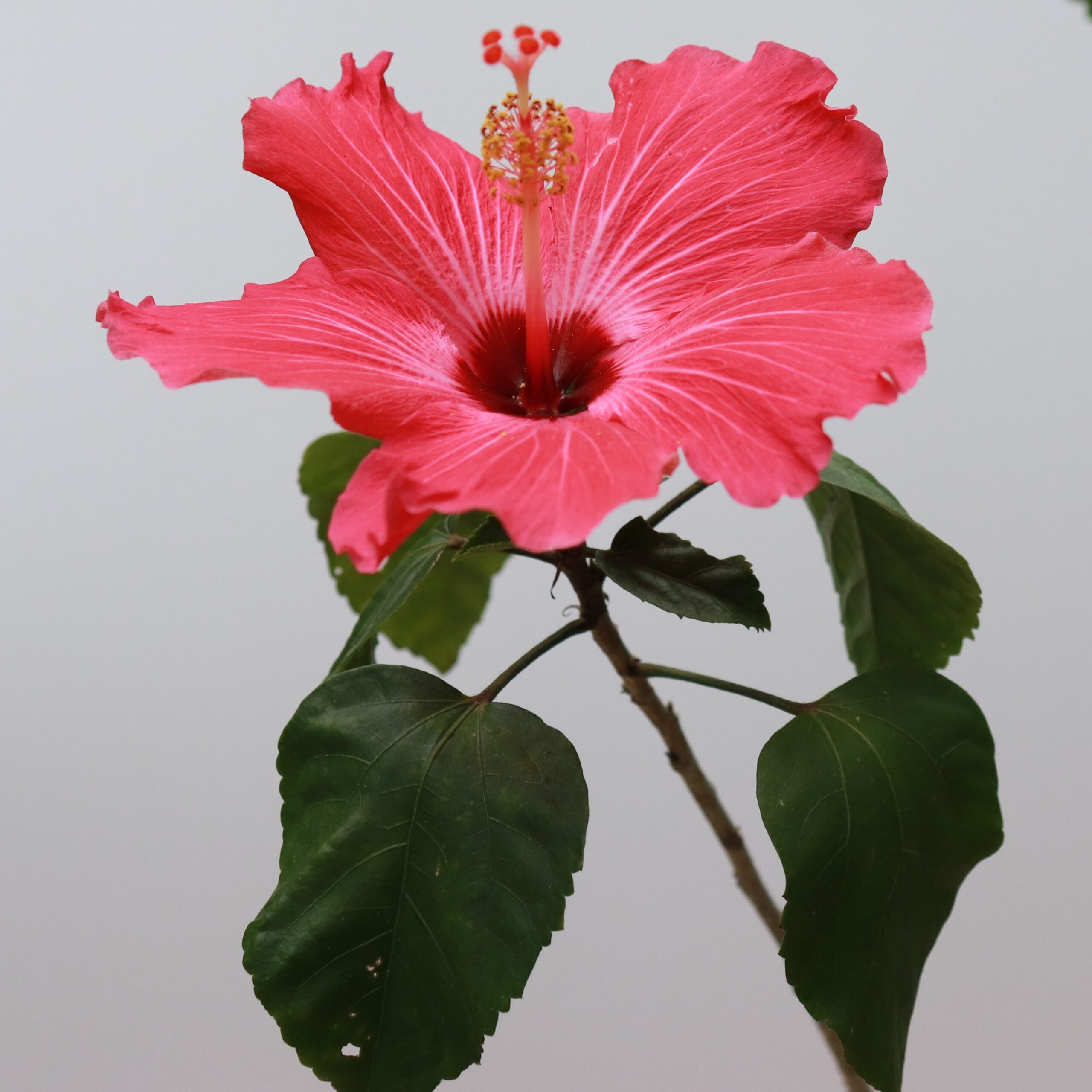 Pink Hibiscus
