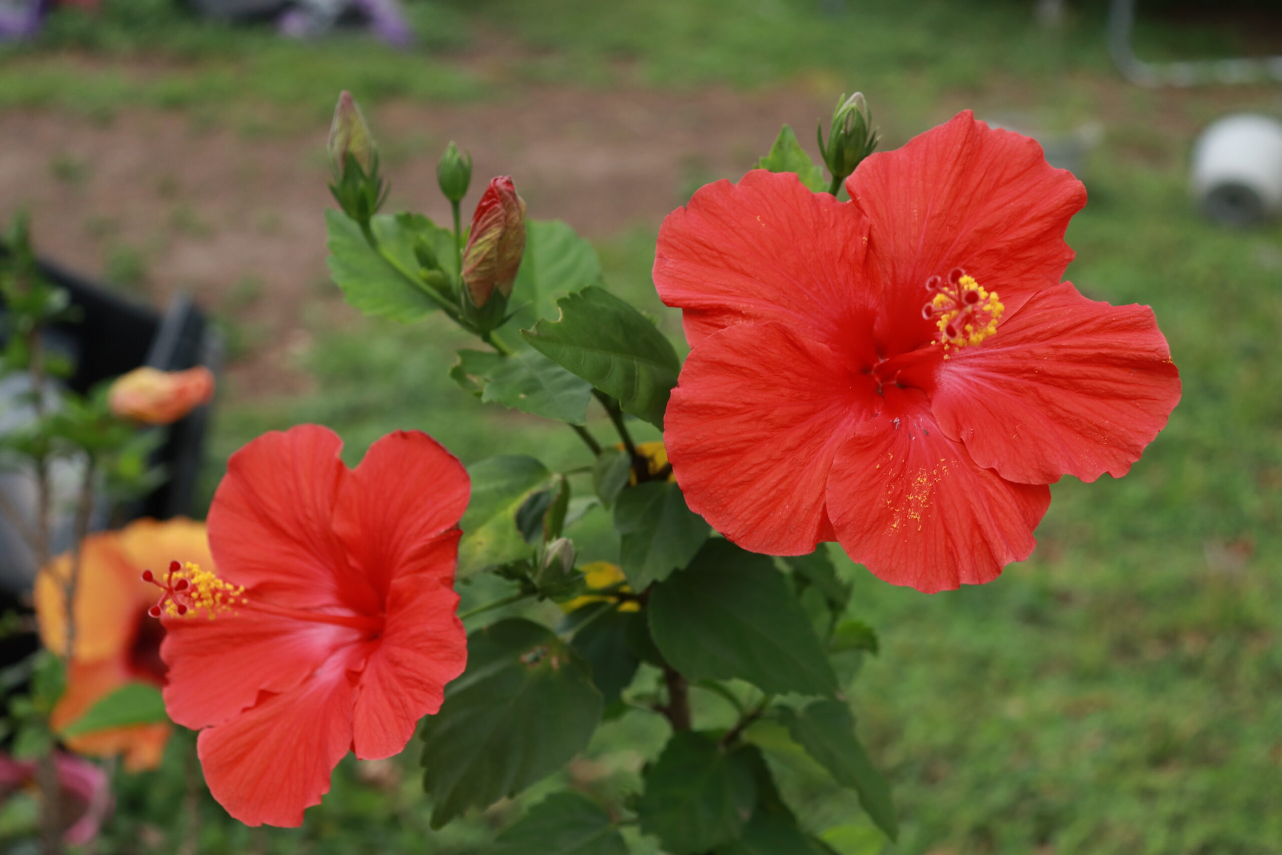 Hibiscus (Multiple Options) - Image 3