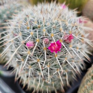 Old Lady Cactus with a few pink flowers.