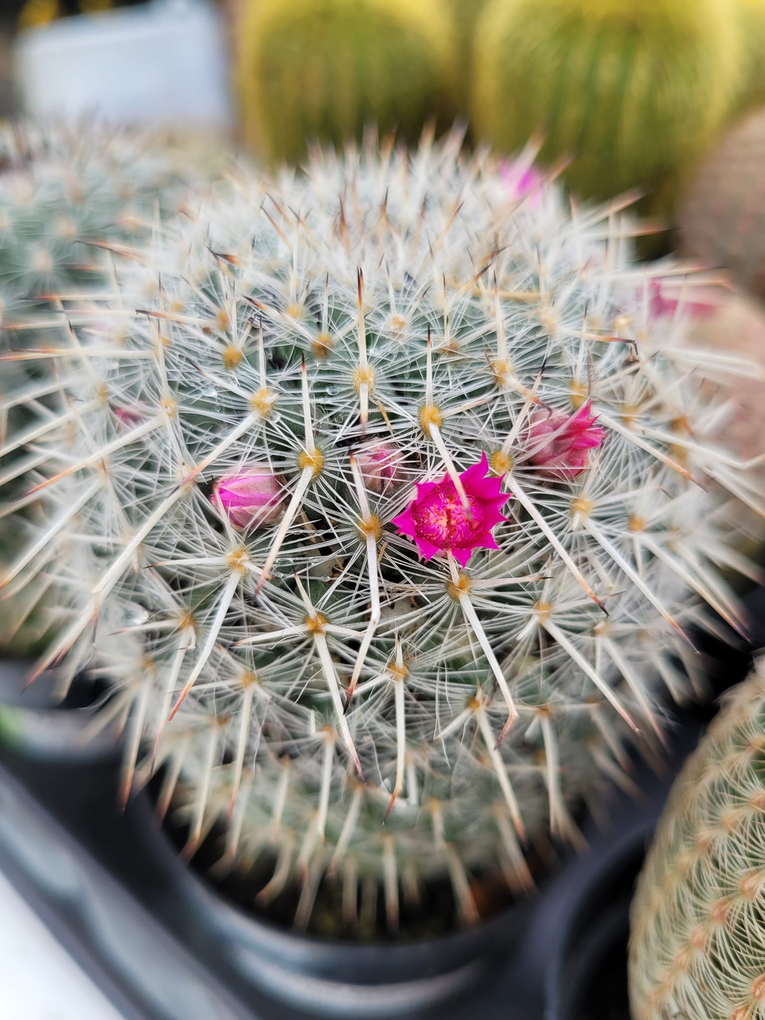 Old Lady Cactus with a few pink flowers.