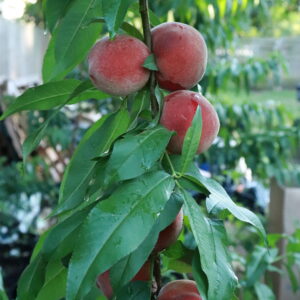 peaches on the tree.