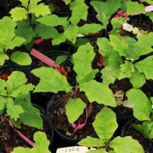 Shumard oaks in pots.