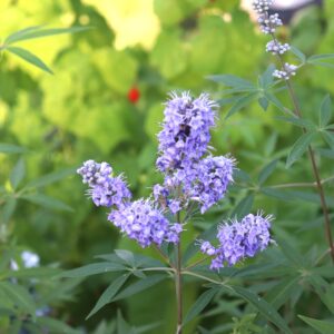 Purple Texas Lilac flower and leaves