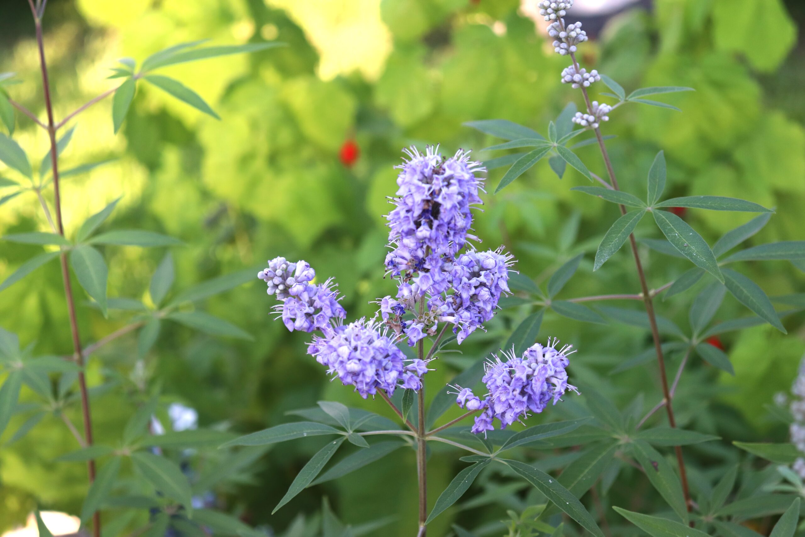 Purple Texas Lilac flower and leaves